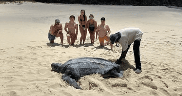 Rare Leatherback Sea Turtle Nesting Sighting in BVI